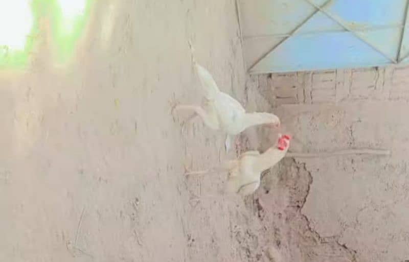 egg available white SHAMO 03369094882 1