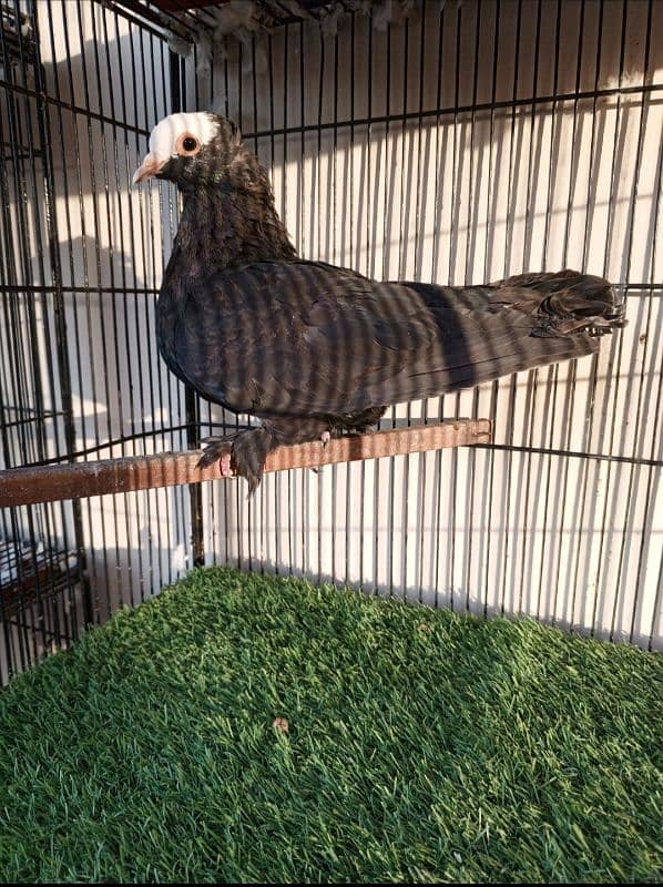 Chinese owl, black jerman mukhi, Sentient,White king breeder male 1