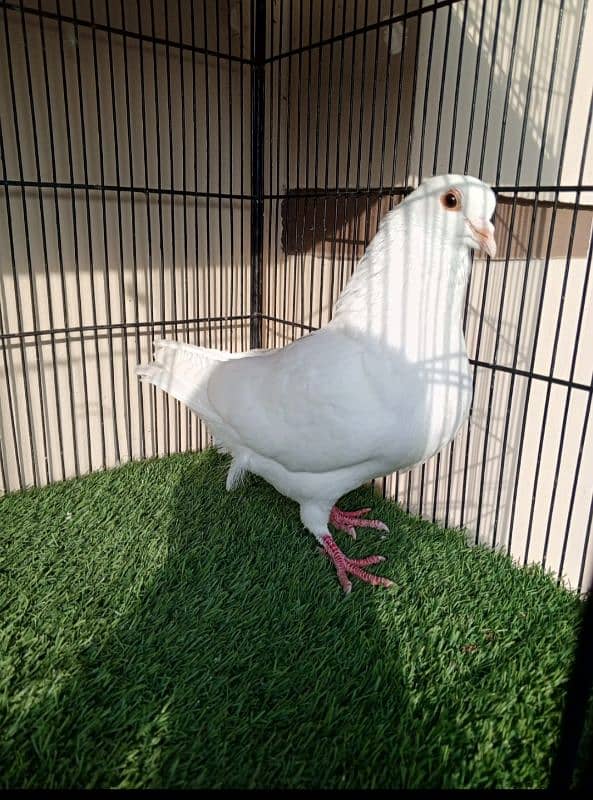 Chinese owl, black jerman mukhi, Sentient,White king breeder male 2