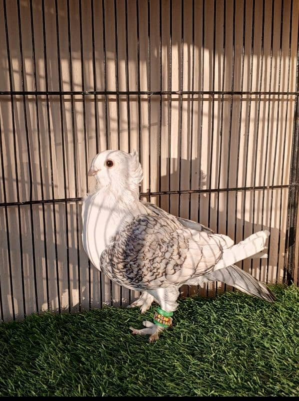 Chinese owl, black jerman mukhi, Sentient,White king breeder male 3