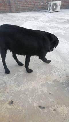 Labrador female for sale