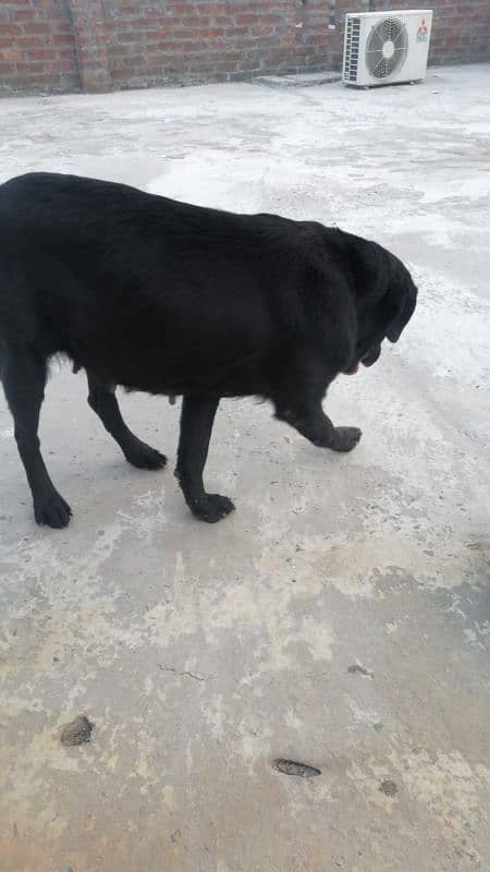 Labrador female for sale 0