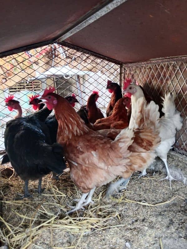 egg laying hens for sale. 0