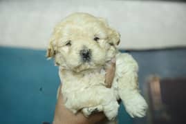 Poodle puppies for sale