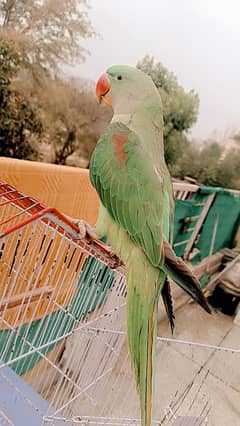 Raw Breeder Pair / green parrots / Kashmiri breeder pair