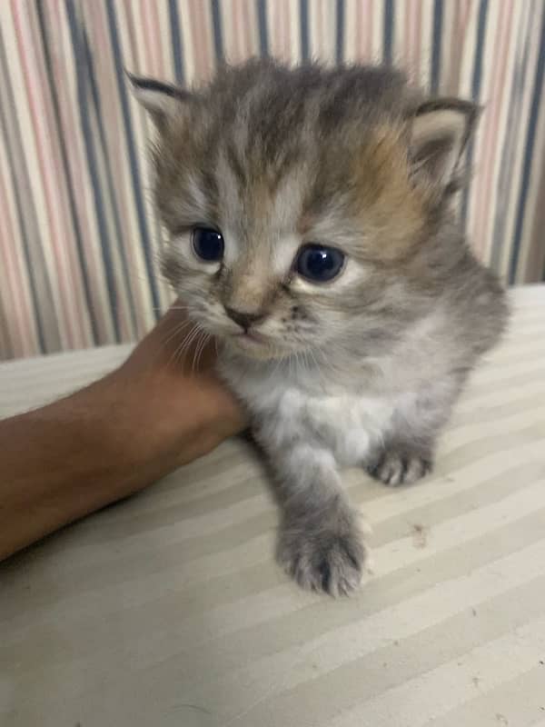 PERSIAN KITTEN FOR SALE 1