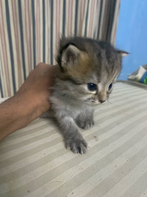 PERSIAN KITTEN FOR SALE 3