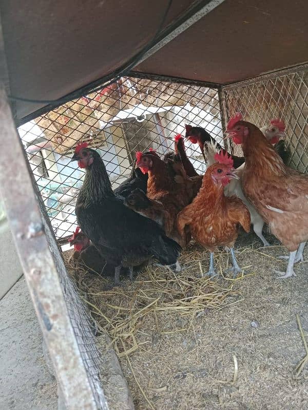 egg laying hens for sale. 1