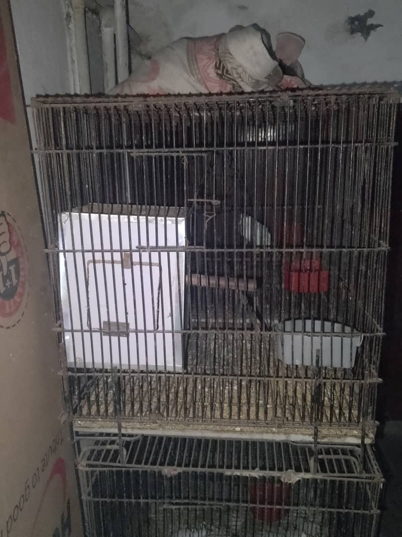 Bird Cages 0