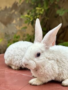 white rex bunnies for sale