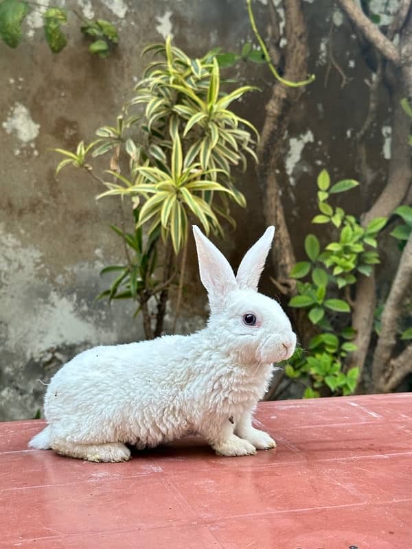 white rex bunnies for sale 1