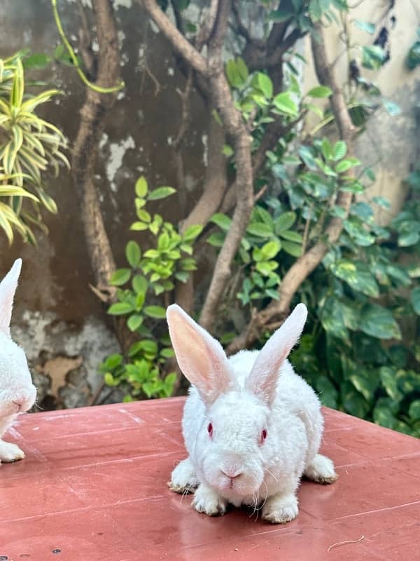 white rex bunnies for sale 2