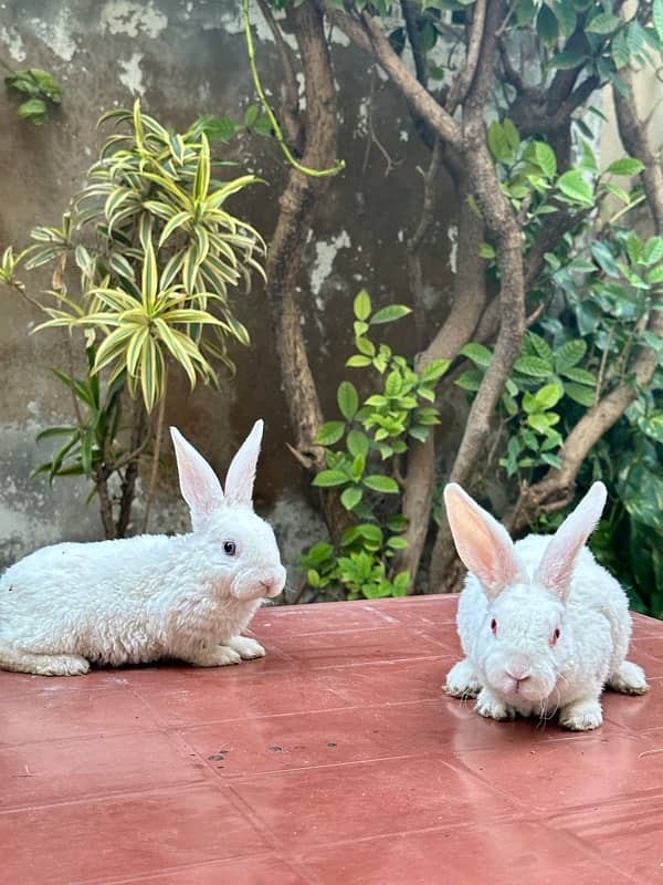 white rex bunnies for sale 3