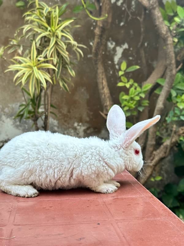 white rex bunnies for sale 4