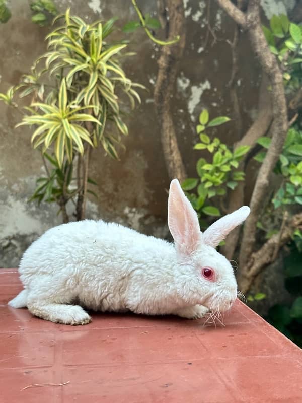 white rex bunnies for sale 5