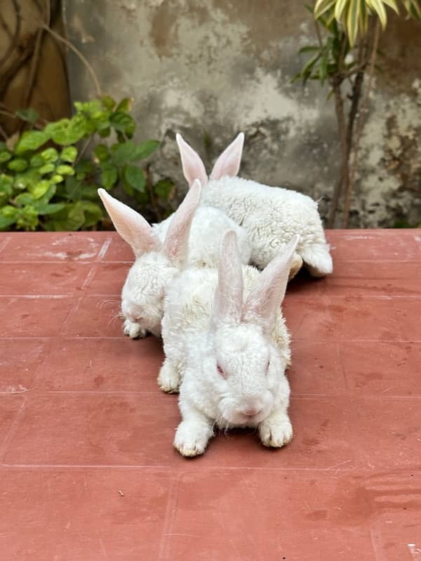 white rex bunnies for sale 6