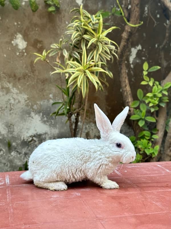 white rex bunnies for sale 7