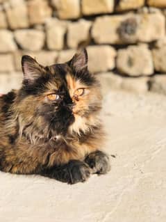 Persian cat triple coat