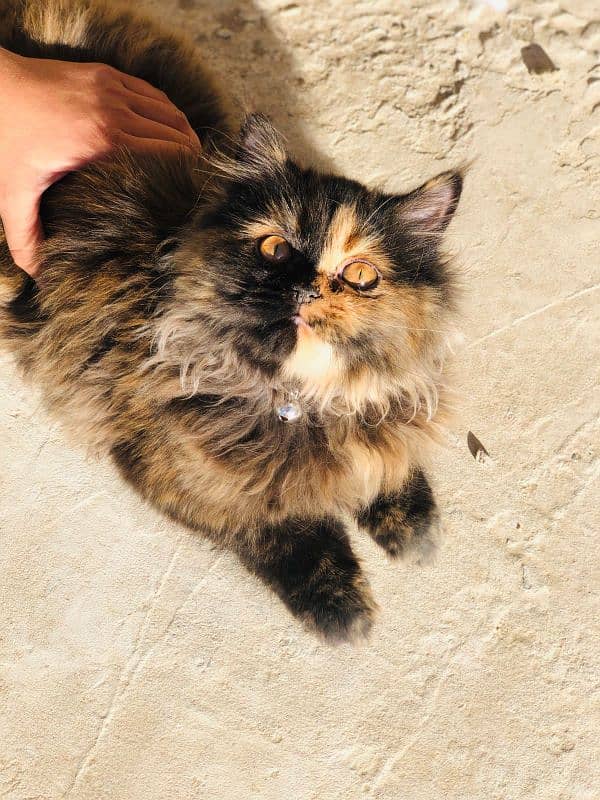 Persian cat triple coat 6