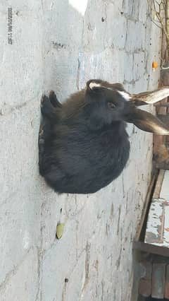 Mixed white and black angora