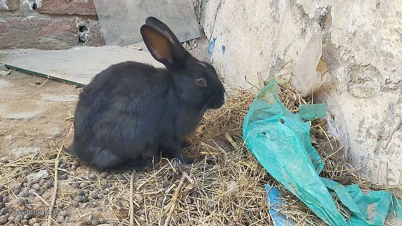 Mixed white and black angora 1