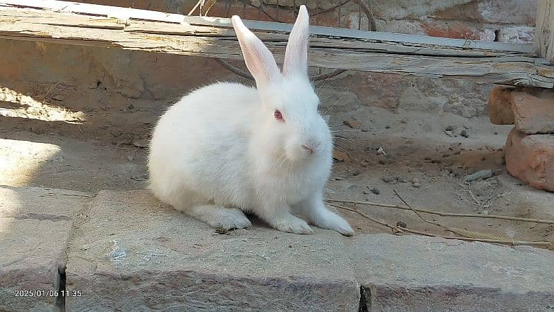 Mixed white and black angora 2