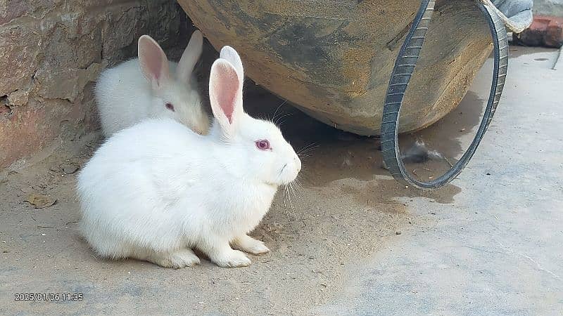 Mixed white and black angora 3