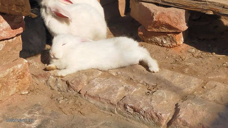 Mixed white and black angora 4