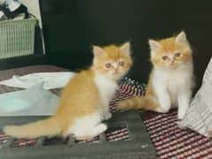 2 Bi color Persian Kittens from Peki Line