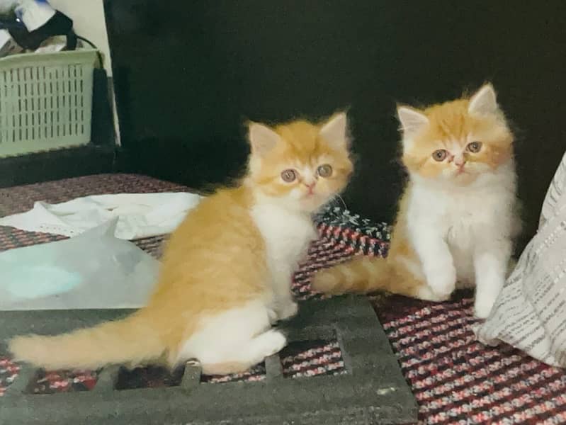 2 Bi color Persian Kittens from Peki Line 0