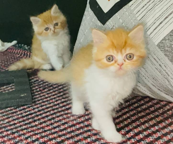 2 Bi color Persian Kittens from Peki Line 1