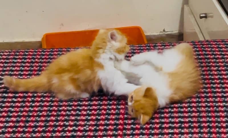 2 Bi color Persian Kittens from Peki Line 2