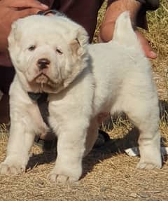 Alabai Dog  | King Alabai Breed | Alabai Puppies