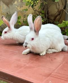 white newzealand california bunnies for sale