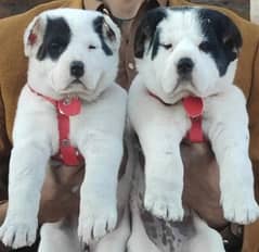 Alabai Puppies  | King Alabai Breed | Alabai Pair