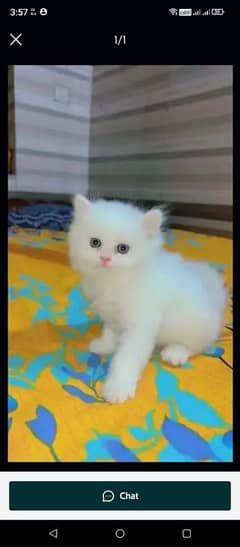 quality Persian panch face cate & kittan male female both available h