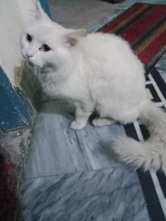 Percian Female cat long hair