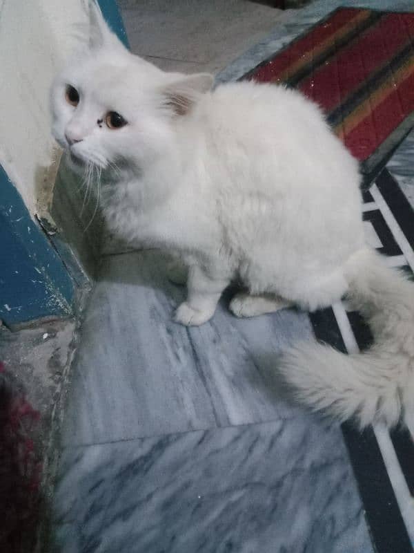 Percian Female cat long hair 0