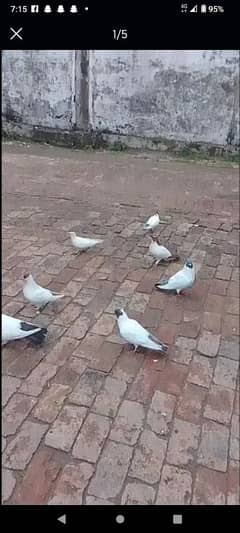 helmet pigeons