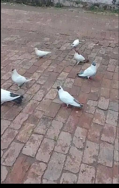 helmet pigeons 2