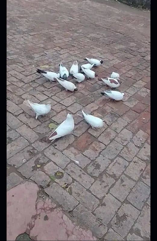 helmet pigeons 3