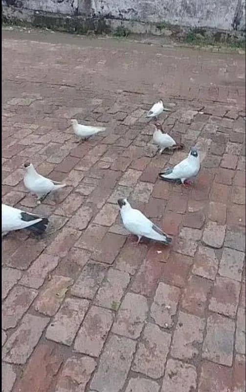 helmet pigeons 4