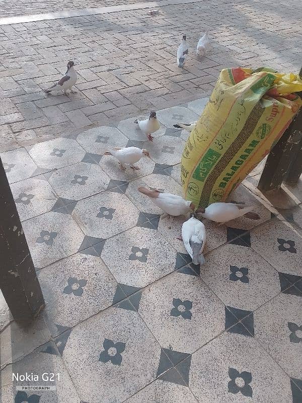 helmet pigeons 8