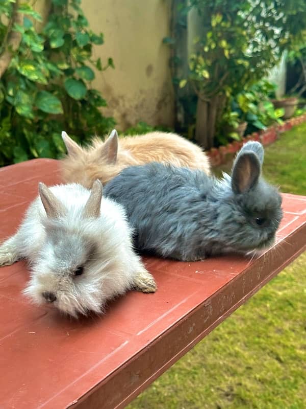 teddy bear drawf bunnies for sale 3