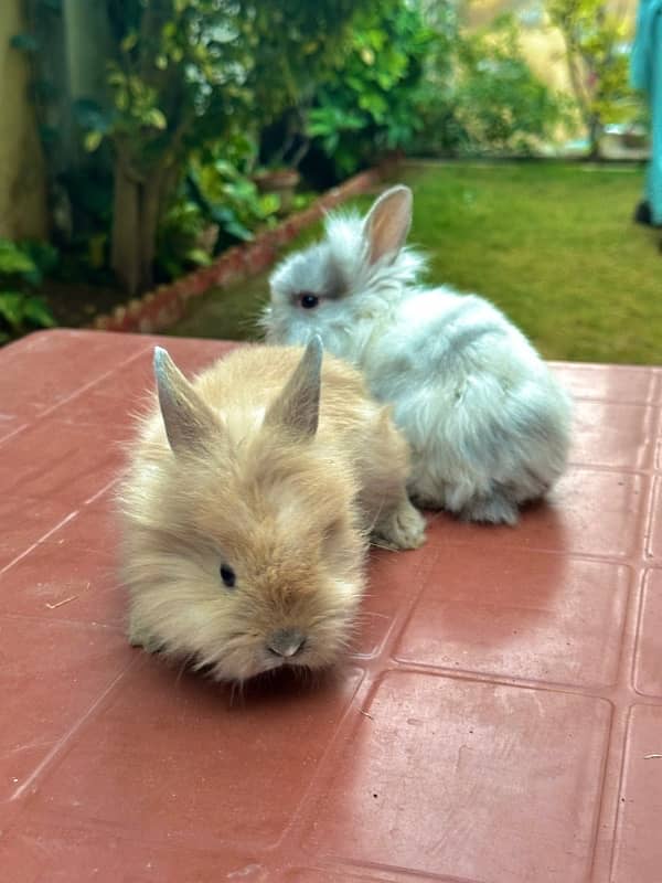 teddy bear drawf bunnies for sale 4