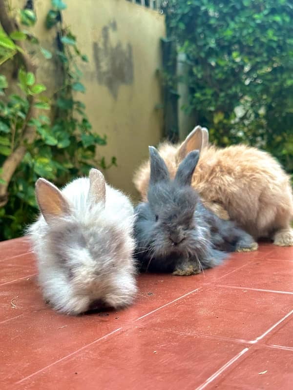 teddy bear drawf bunnies for sale 5