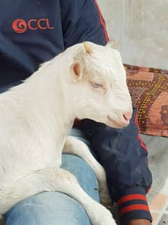 tedda bakra