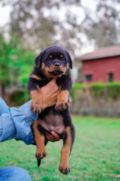 Top quality rottweiler female puppy available