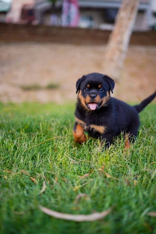 Top quality rottweiler female puppy available 1