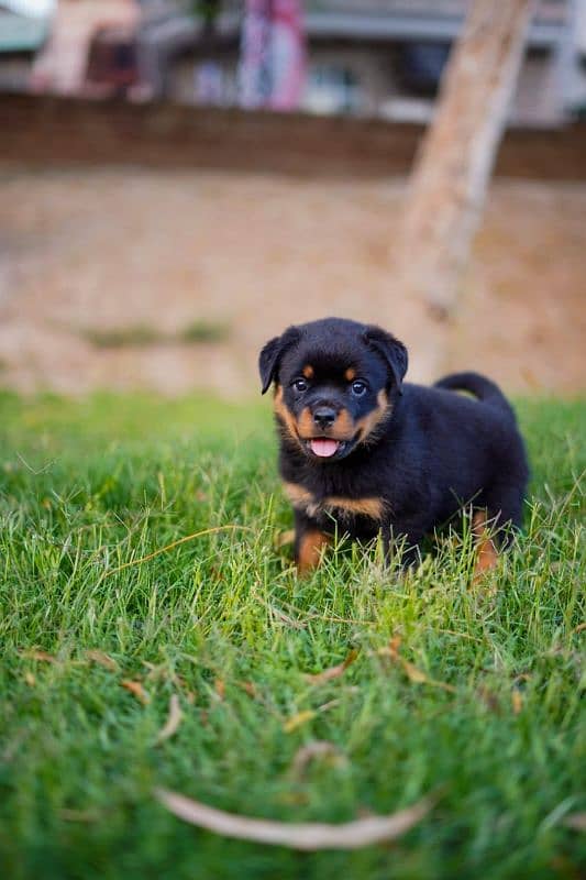 Top quality rottweiler female puppy available 2